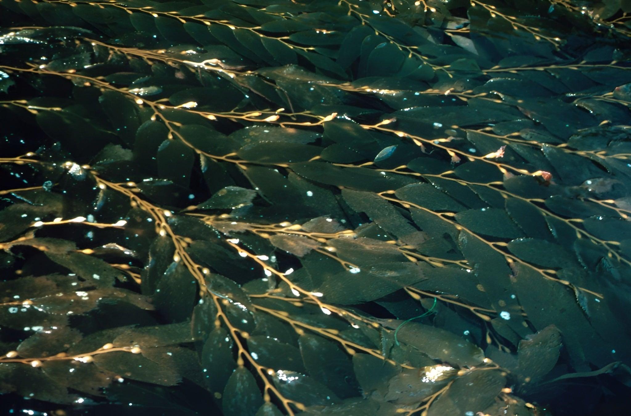 Eclat Soin Niacinamide Gel Face Moisturiser with hydrating ingredients for glowing skin